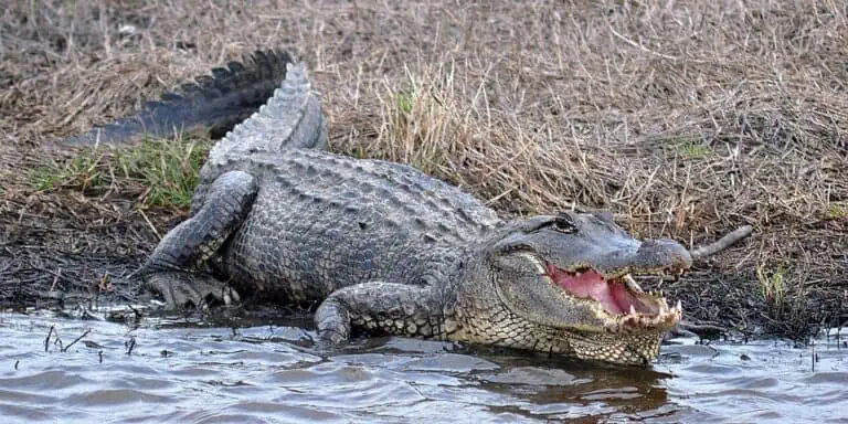 The wild and mysterious creatures that roam our world have long captured our imagination. Among them, alligators hold a particularly fascinating and fearsome place, especially in Mississippi’s vast swamps.